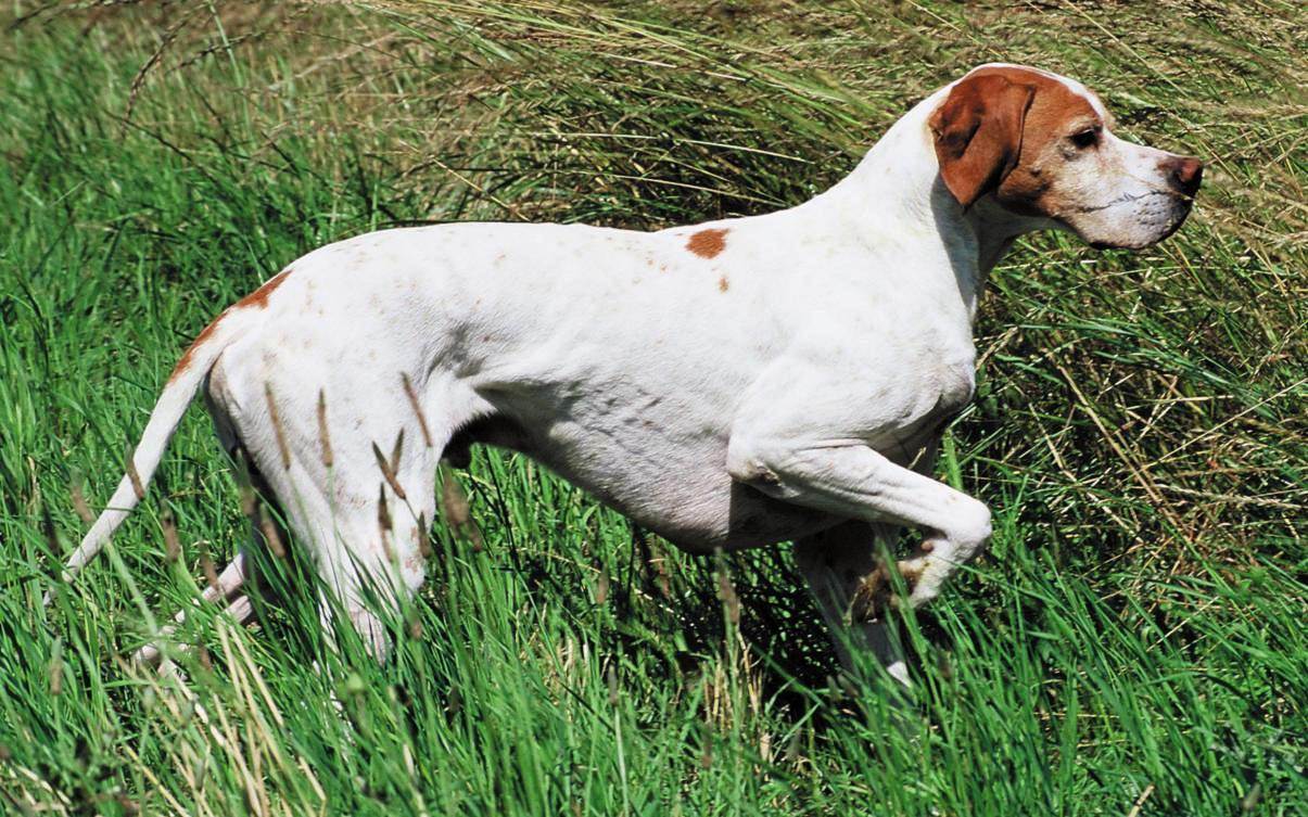 Английский пойнтер — фото, описание породы собак, особенности