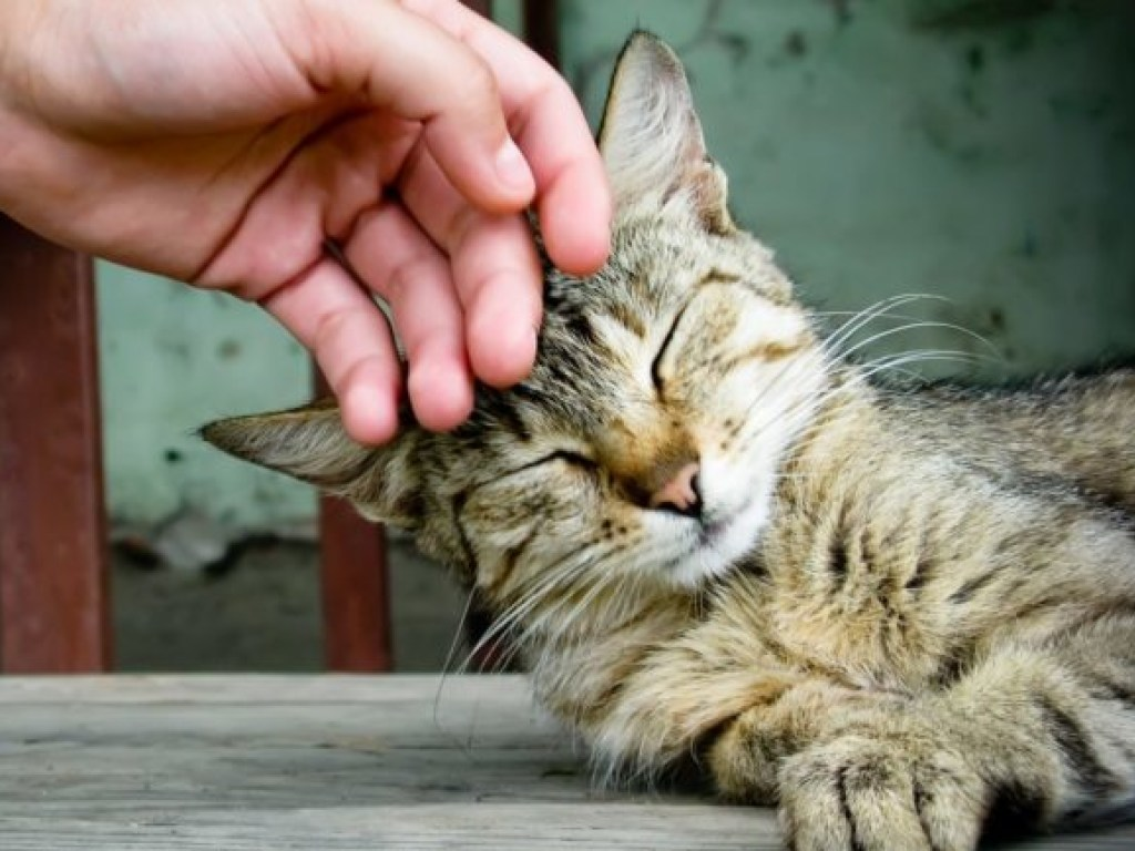Как успокоить кошку: препараты и советы