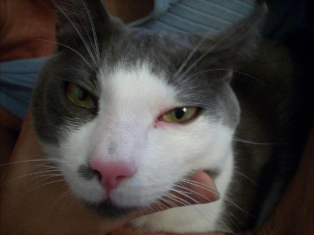 Если гноятся глаза у кошек: причины, что делать | блог ветклиники "беланта"