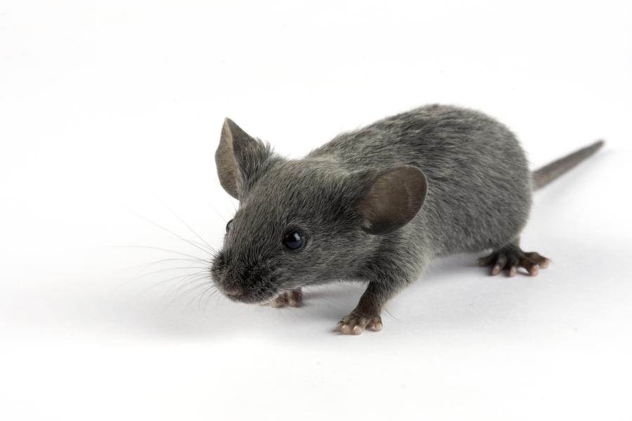 Разновидности домашних мышей и сколько они живут?