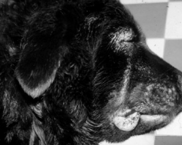 Симптомы и первые признаки бешенства у собак