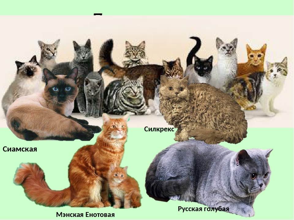 Рейтинг пород кошек. самые популярные породы кошек. самые популярные породы кошек в мире топ-10