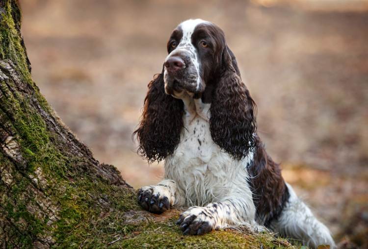 Английский спрингер спаниель: фото собаки и щенков, описание породы и уход