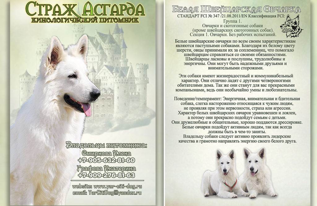 Немецкая овчарка: характеристика породы, чем кормить, уход и содержание, дрессировка, стандарты, история | zoosecrets