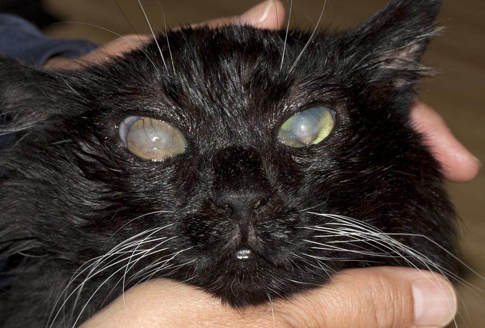 Болезни глаз у кошек: 11 заболеваний с фото и описанием симптомов