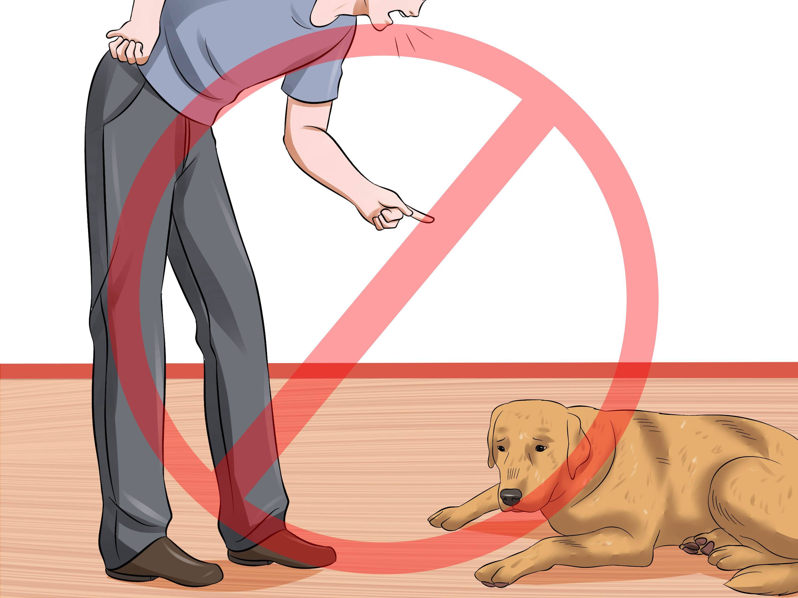 Как приучить собаку к наморднику без конфликтов и обид