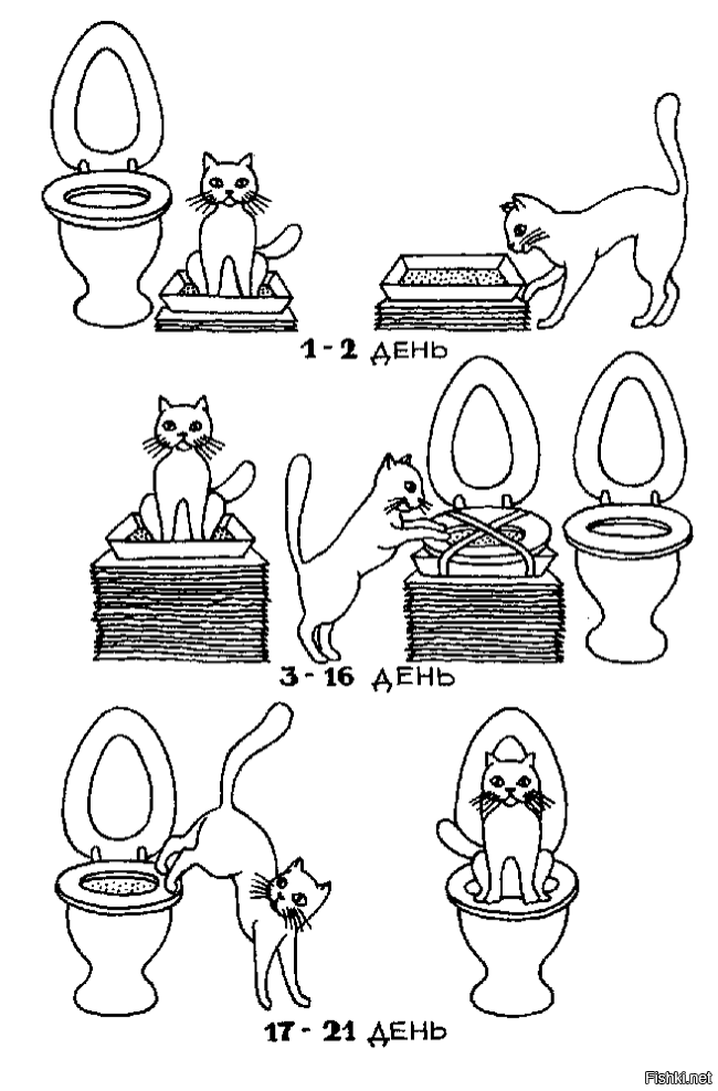 Как приучить котенка к лотку: 5 простых способов, советы и рекомендации