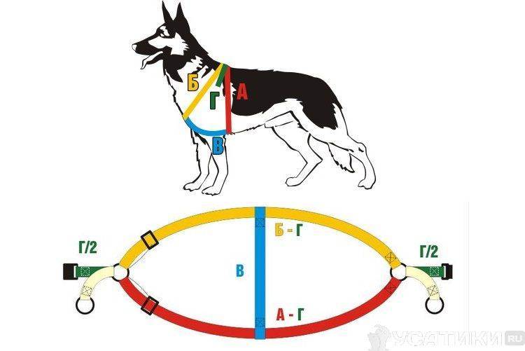 Шлейка для собаки своими руками: пошаговая инструкция