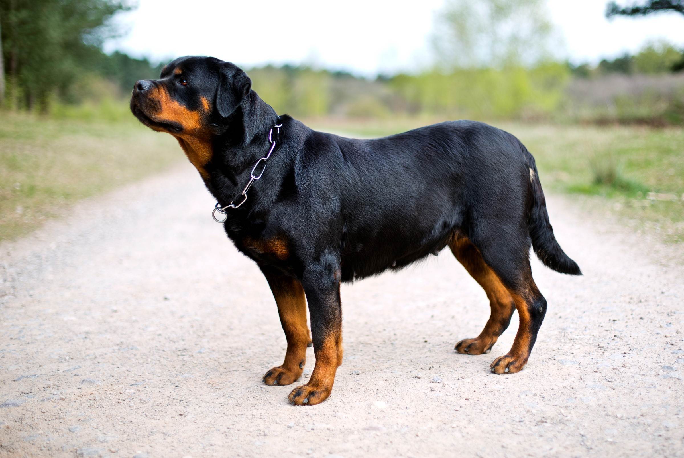Ротвейлер: фото собаки, картинки взрослого питомца с хвостом, стандарт породы и как выглядит с купированными ушами