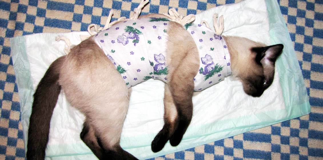 Стерилизация кошки: уход после операции, выход из наркоза, обработка и защита швов, сроки восстановления