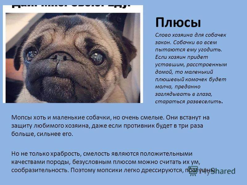 Мопс собака. описание, особенности, уход и содержание мопса | живность.ру