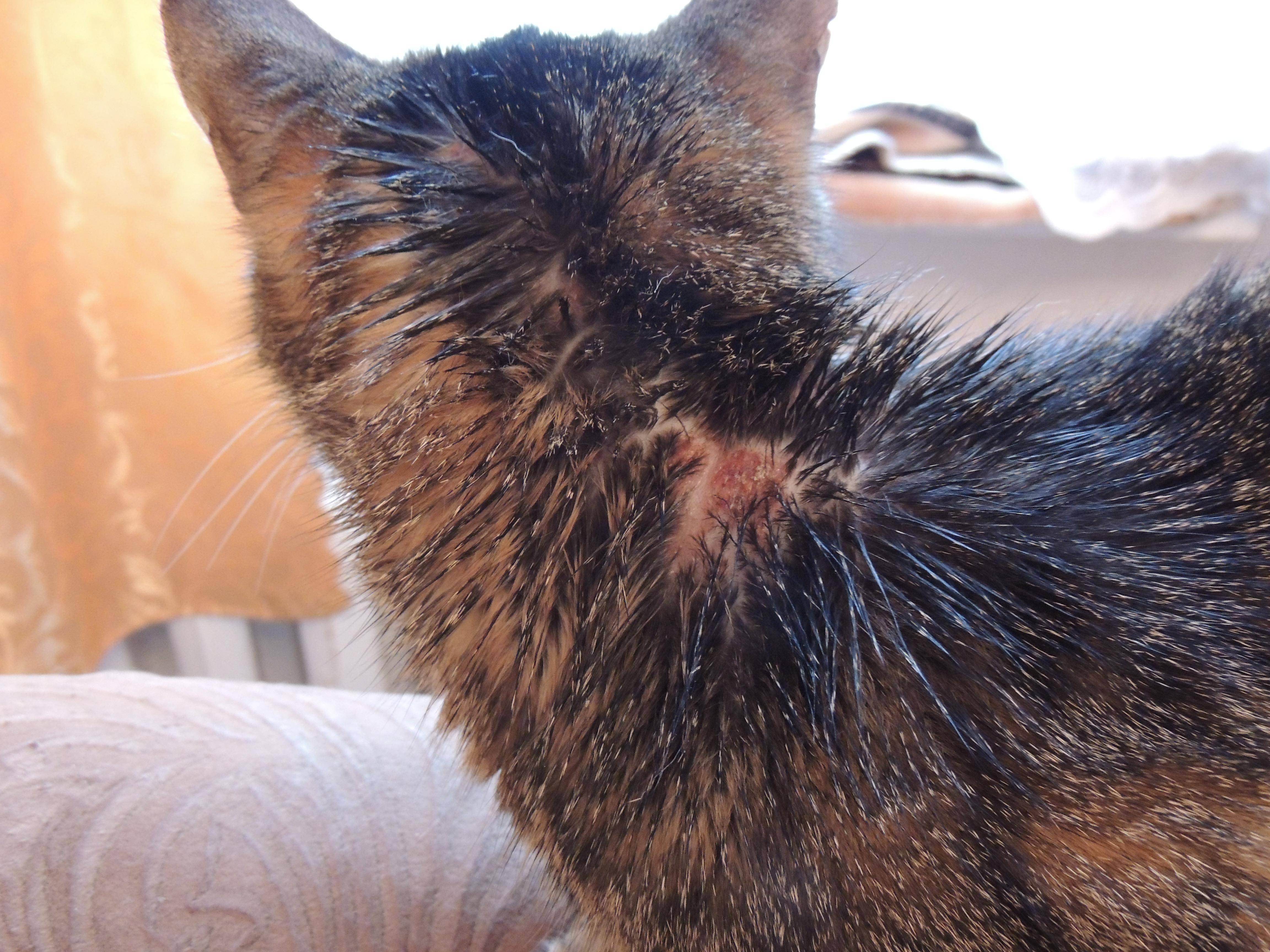Ожог у кошки: виды и лечение | кот и кошка