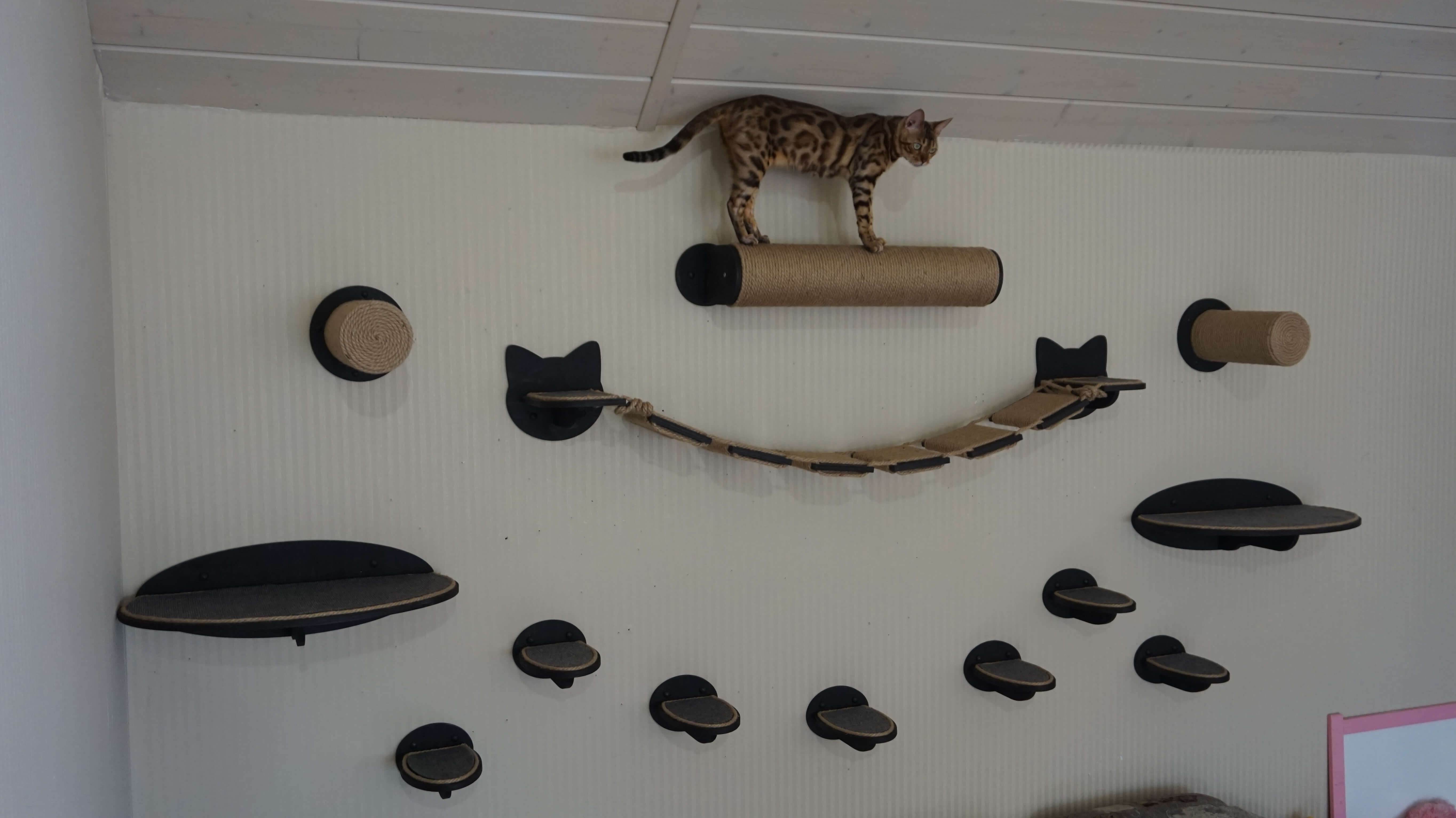 Разные виды домиков и игровой комплекс для котят, кошек и котов своими руками