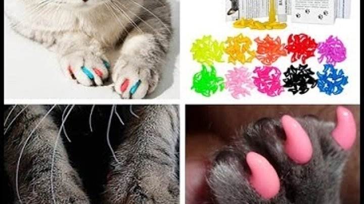 Антицарапки для кошек - накладки на когти, колпачки, как приклеить, как снять, вред и польза