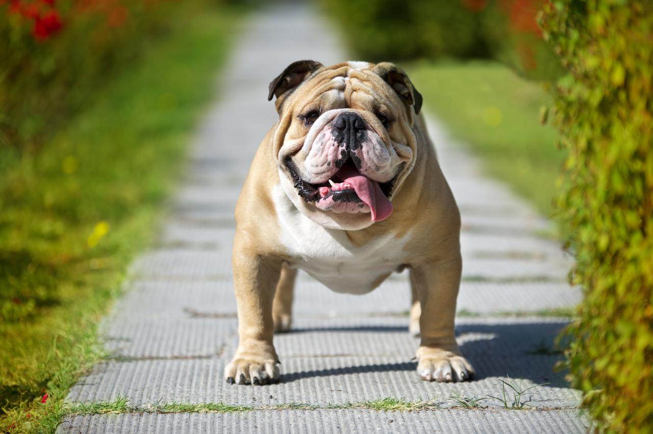 Английский бульдог - описание породы и характер, сколько живут собаки