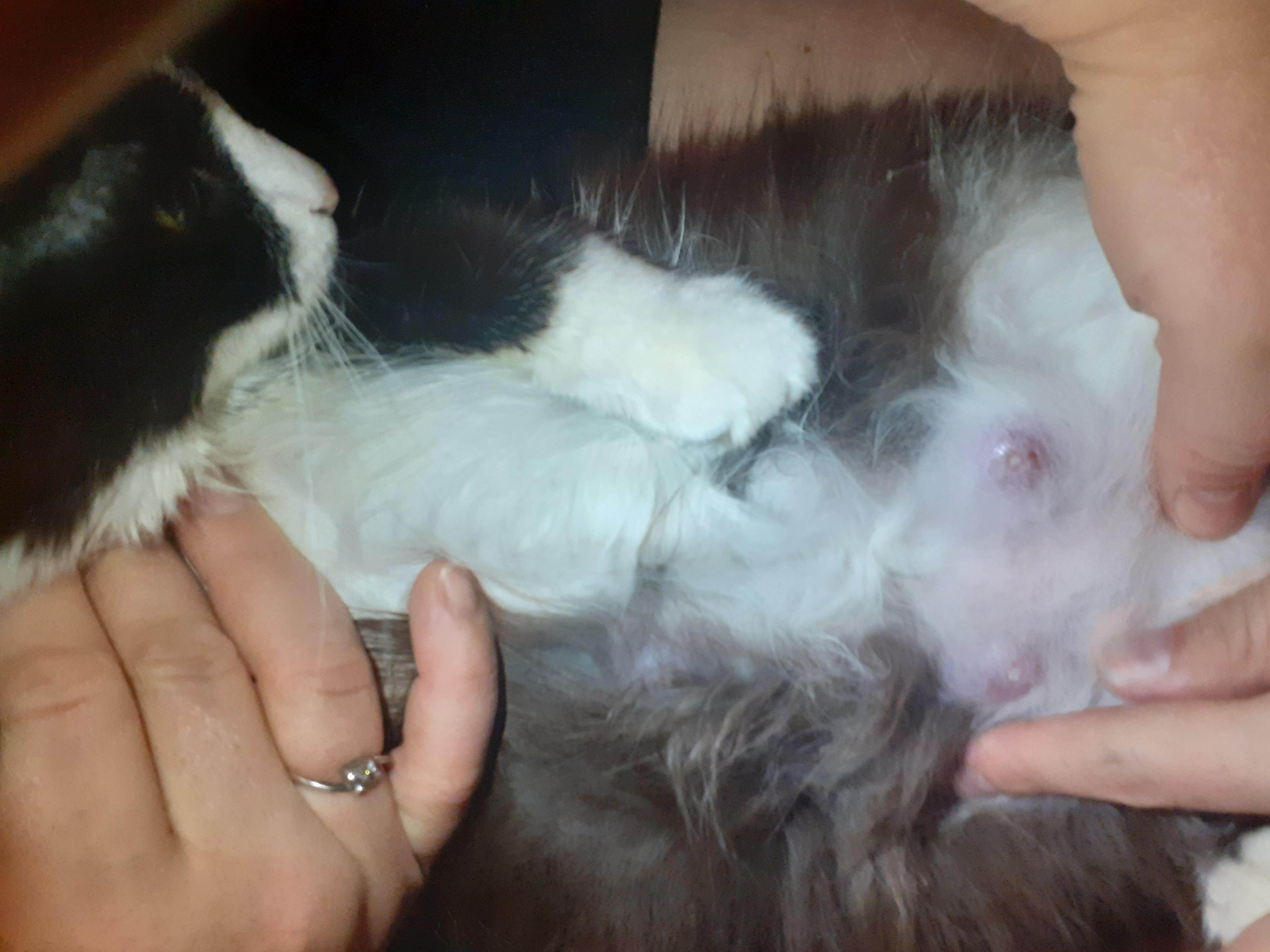 Рак молочной железы у кошки: опухоль груди