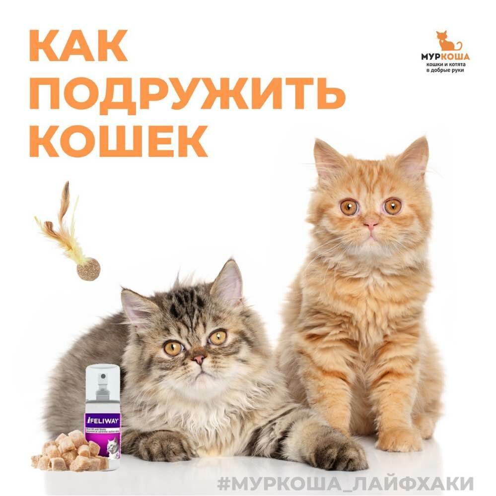 Как подружить кошку с собакой в квартире или доме — pet-mir.ru