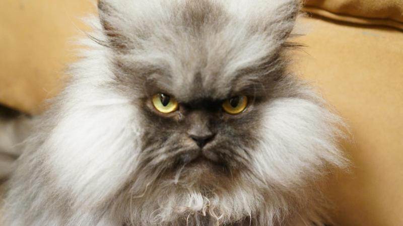 Самые злые кошки в мире | породы с фото