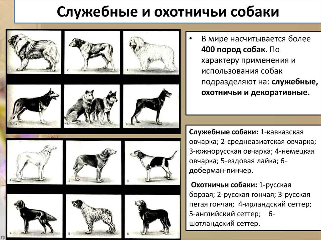 Лучшие охотничьи породы собак - 15 фото с названиями