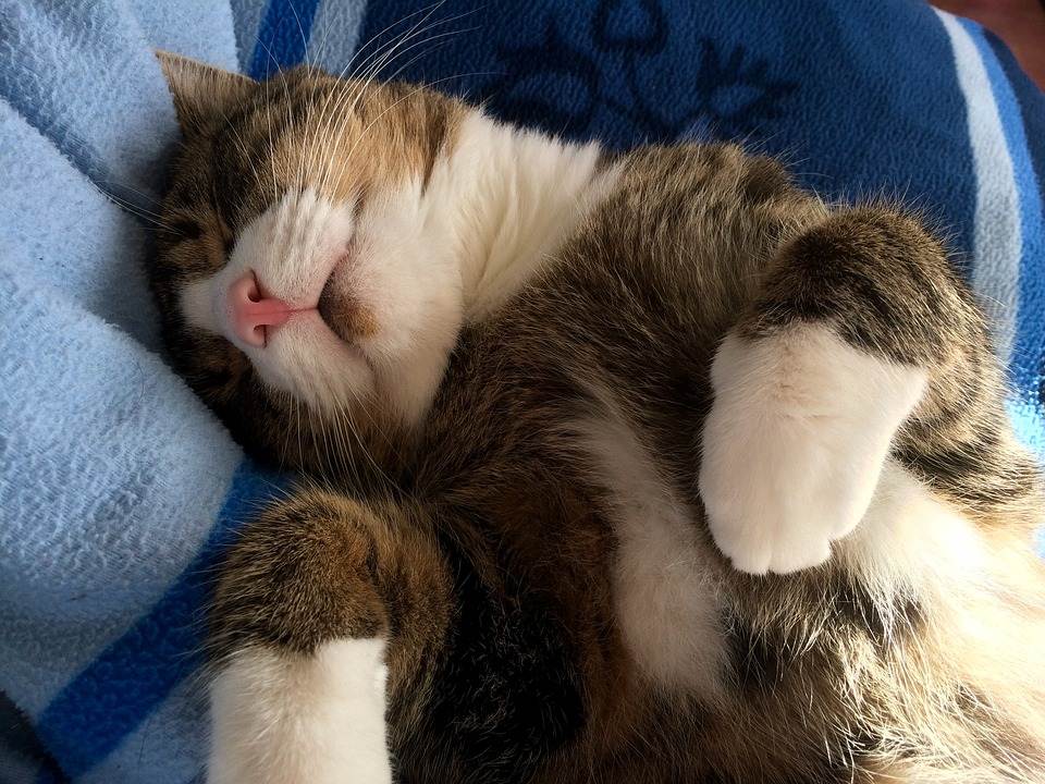 Почему кот может спать на спине, раскинув задние лапы и показывая живот, кошка лежит на полу и мяукает – что это значит?