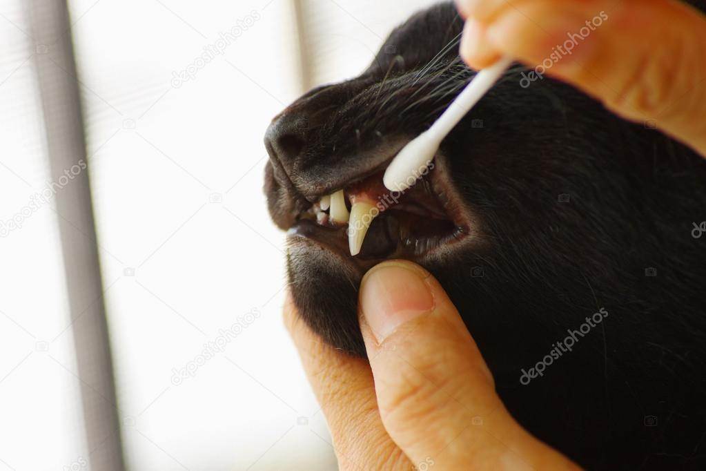 Как почистить зубы коту в домашних условиях?