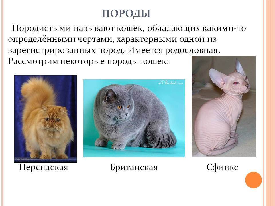 Полный список редких пород кошек и их подробное описание: внешний вид и характер