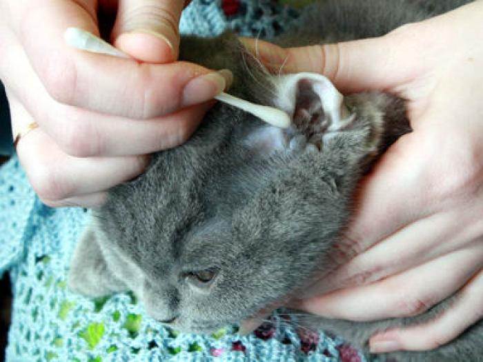 Ушной клещ у кошек, симптомы и лечение, эффективные препараты: как очистить уши питомца?
