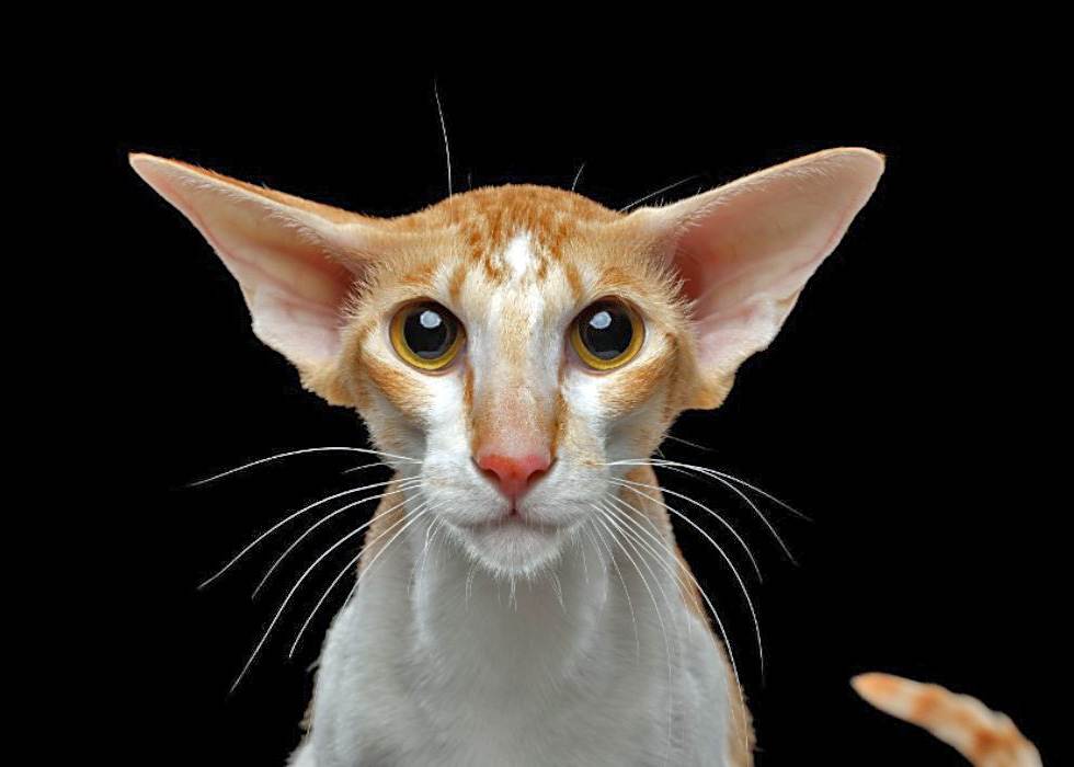 Топ 7 пород кошек с большими ушами