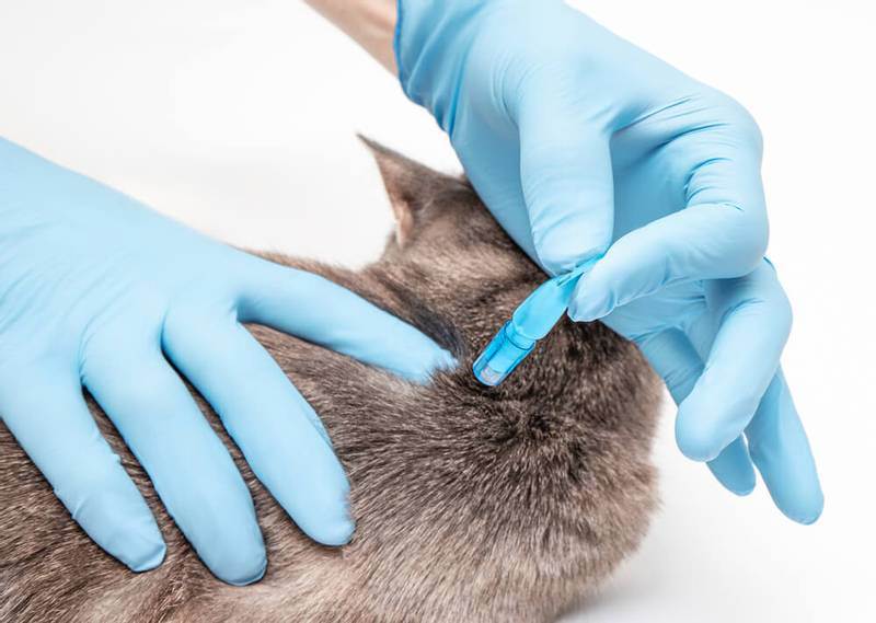 Ушной клещ у кошек, симптомы и лечение, эффективные препараты: как очистить уши питомца?