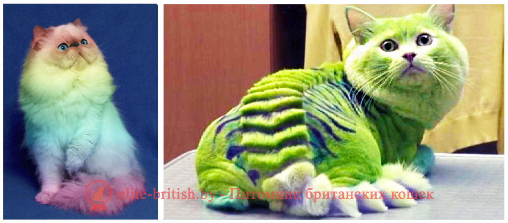 Грумминг британских кошек