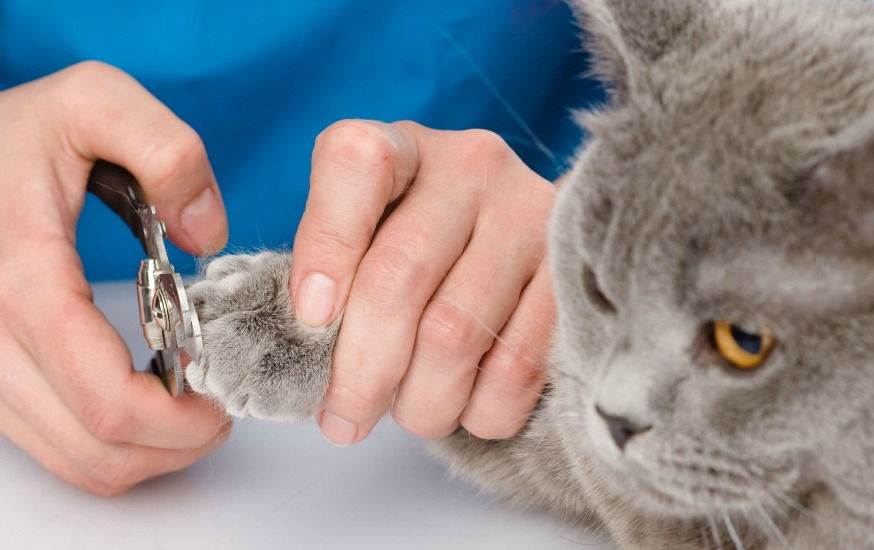 Как правильно подстричь кошке когти в домашних условиях: какие инструменты использовать?
