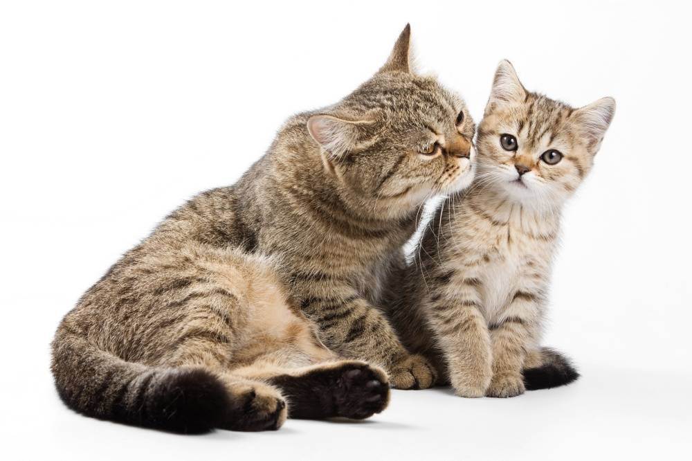 Две кошки в доме: мирись, мирись и больше не дерись | ваши питомцы