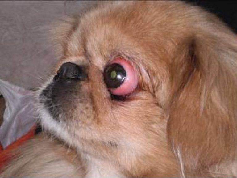 У собаки выпал глаз: причины и первая помощь | блог ветклиники "беланта"