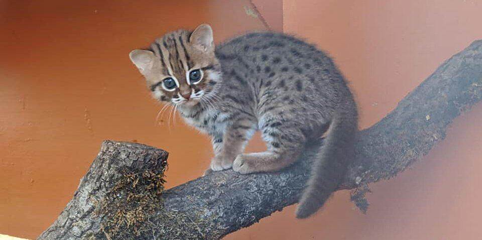 Ржавая кошка – маленький лесной хищник