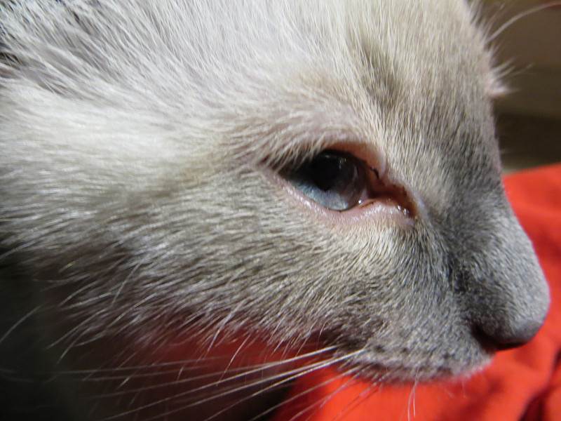 Коричневые пятна (меланоз) в глазу у кошки