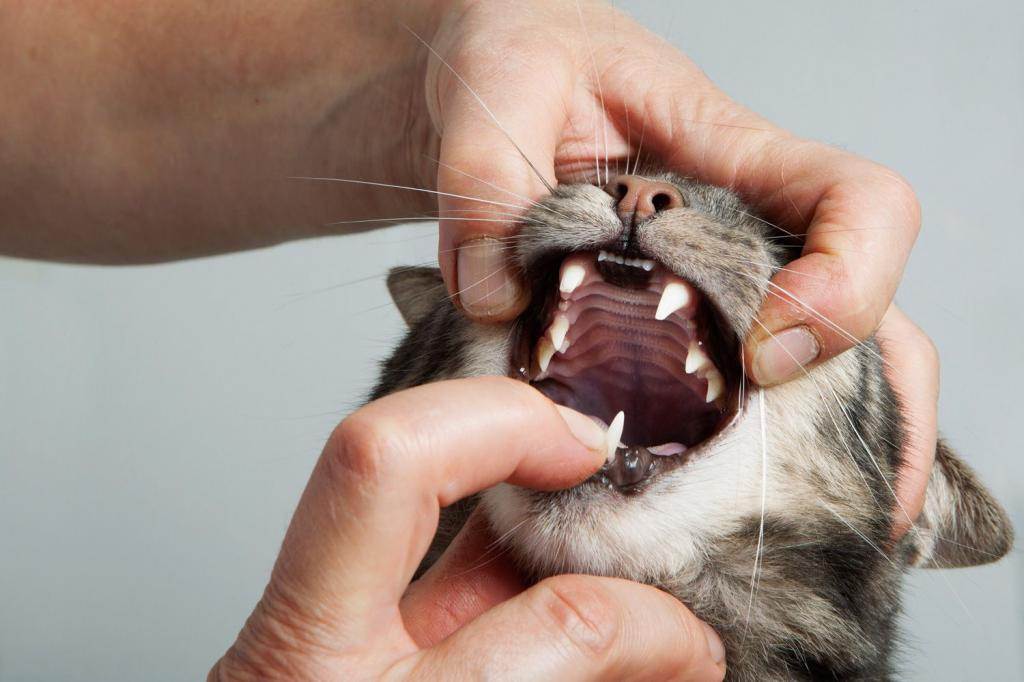 Почему у кота или кошки воняет изо рта