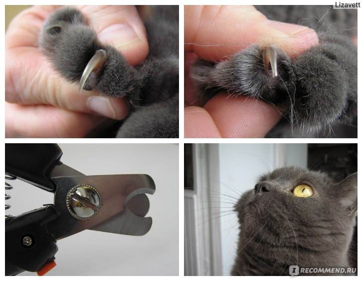 Как подстричь когти кошке или коту правильно | в домашних условиях
