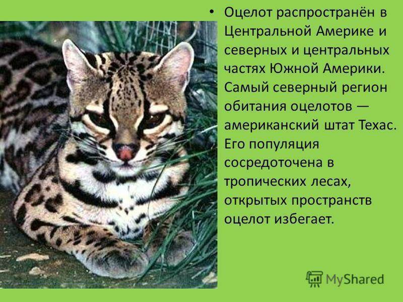 Азиатская леопардовая кошка: фото, описание внешности и характера дикого животного