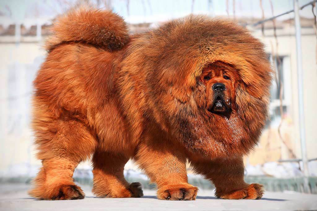 Самая древняя порода собак в мире