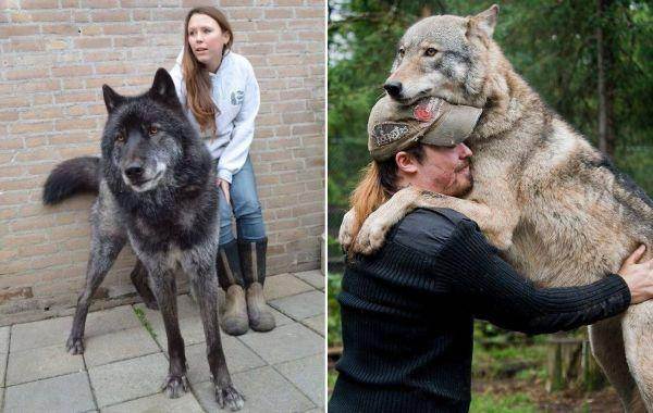Помесь лайка и волк: особенности собак, характер, отзывы владельцев | medeponim.ru