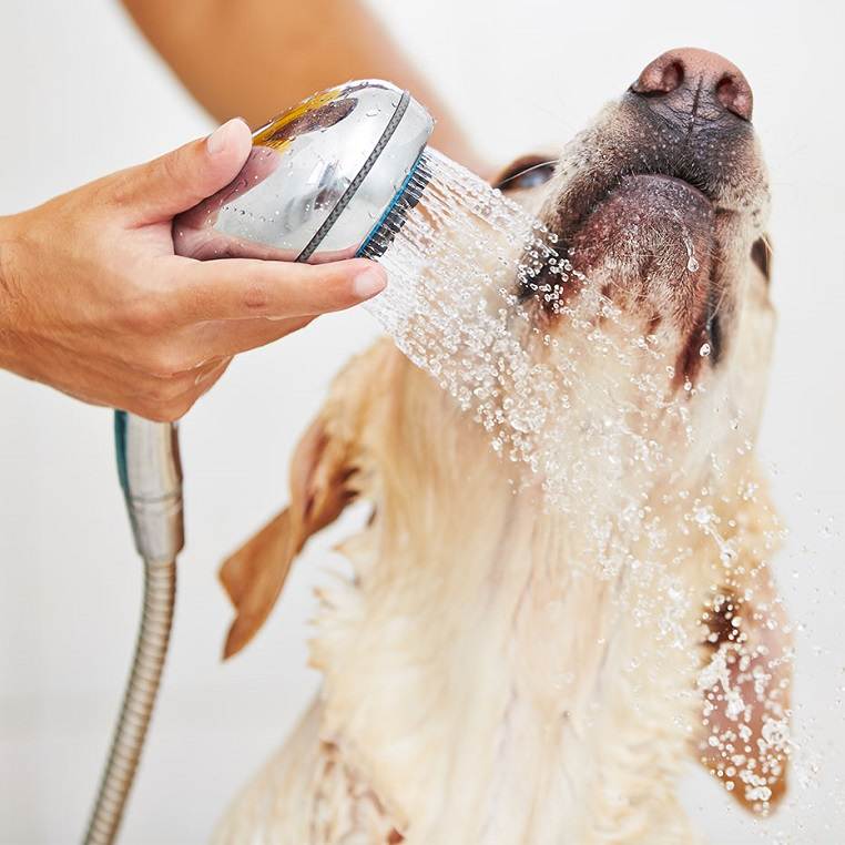 Как помыть щенка дома, какие средства использовать? можно ли купать его при помощи геля, как мыть голову?