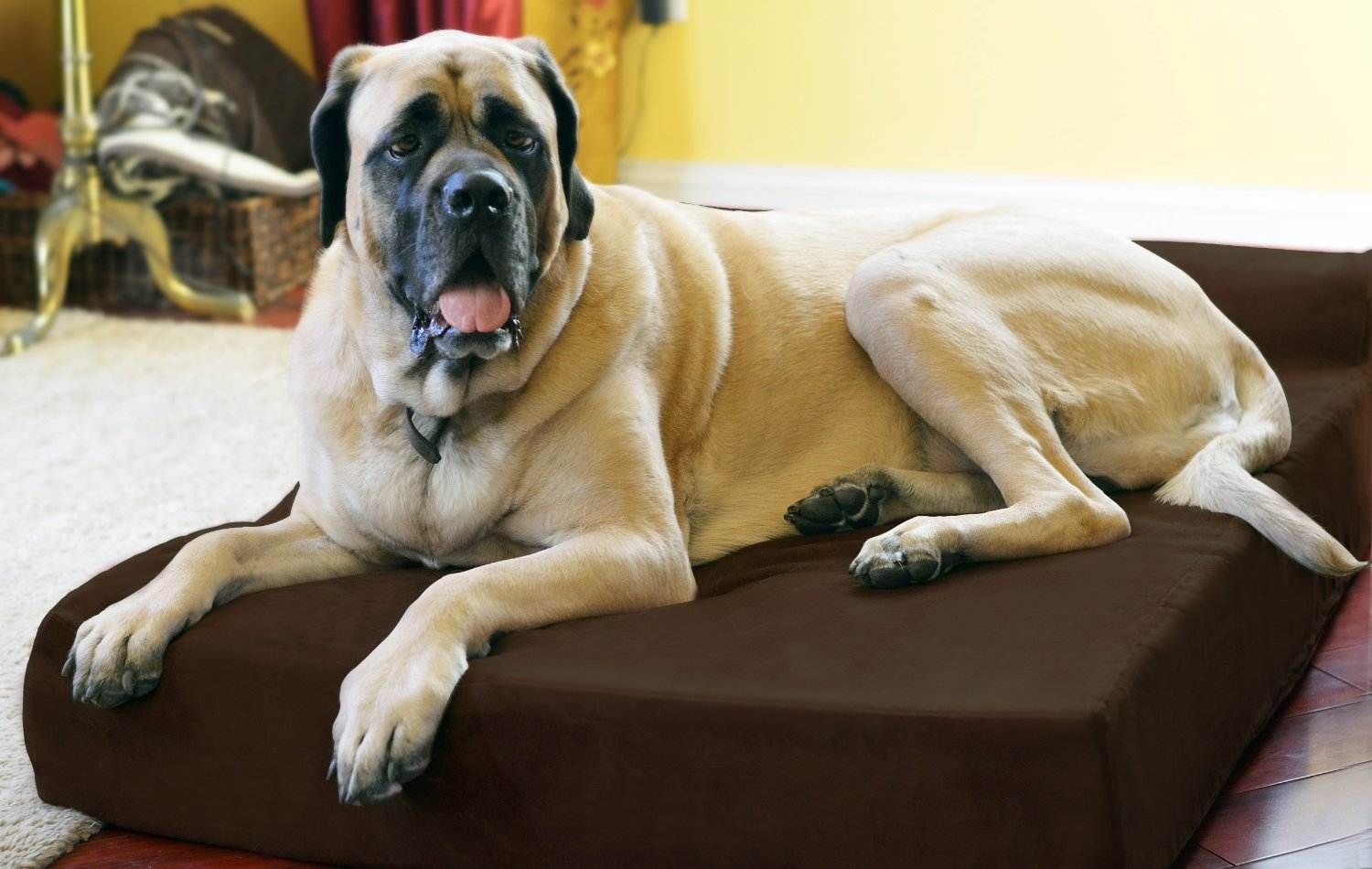 Как бороться с ожирением у собаки: советы по питанию и физическим нагрузкам