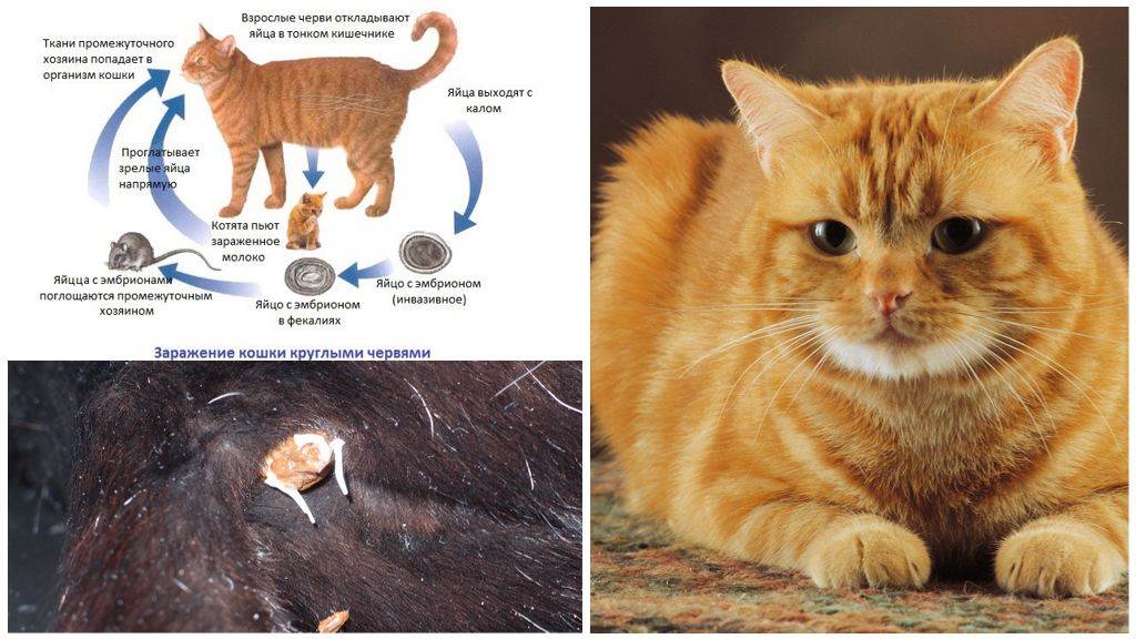 Глисты у кошек: симптомы инвазии, фото паразитов с названиями и описанием, лечение питомца