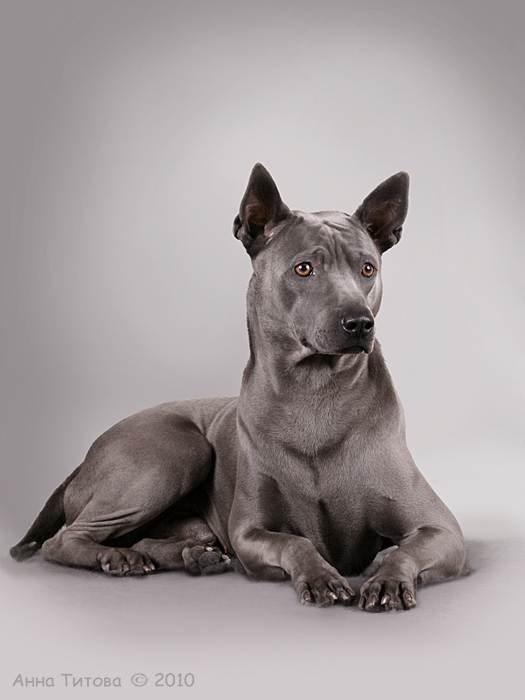 Тайский риджбек: фото, стандарт и описание породы собак
тайский риджбек: фото, стандарт и описание породы собак