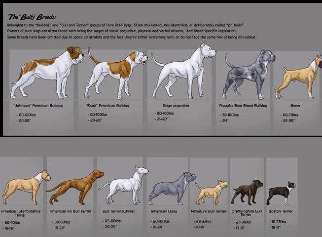 Американский булли - описание породы и характер собаки