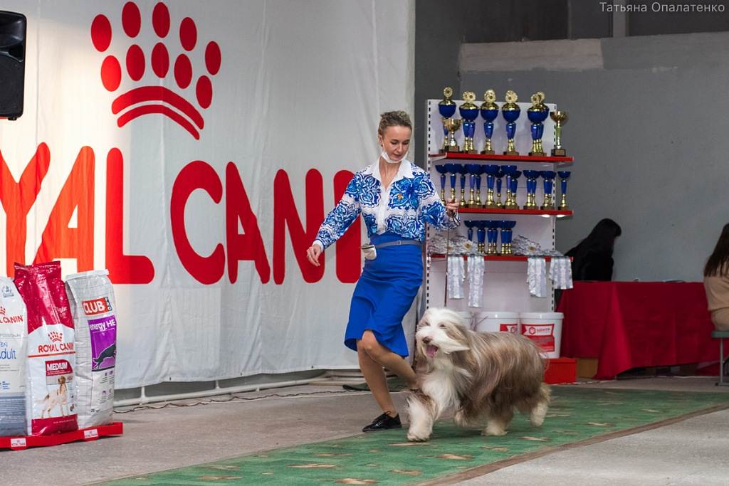 Zooпортал.pro :: international dog show cacib-fci 03.12.2021 "christmas meetings", orhei, moldova
