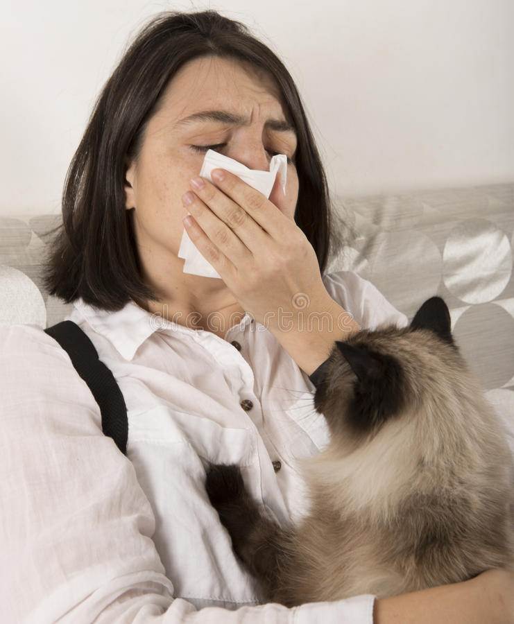 Аллергия на кошку: можно ли справиться или придется выкинуть