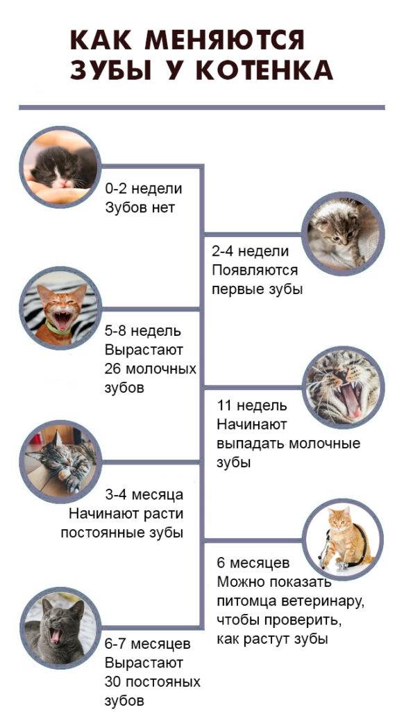 Особенности смены молочных зубов у котят