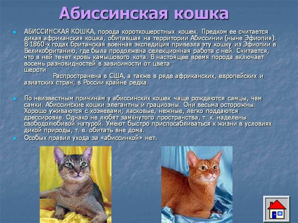 Кельтская кошка: фото, особенности и описание породы, содержание, уход, болезни