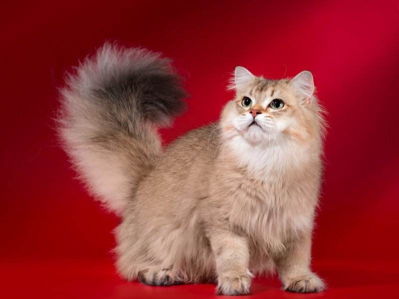 Длинношерстные кошки: список пород с фото, уход за шерстью